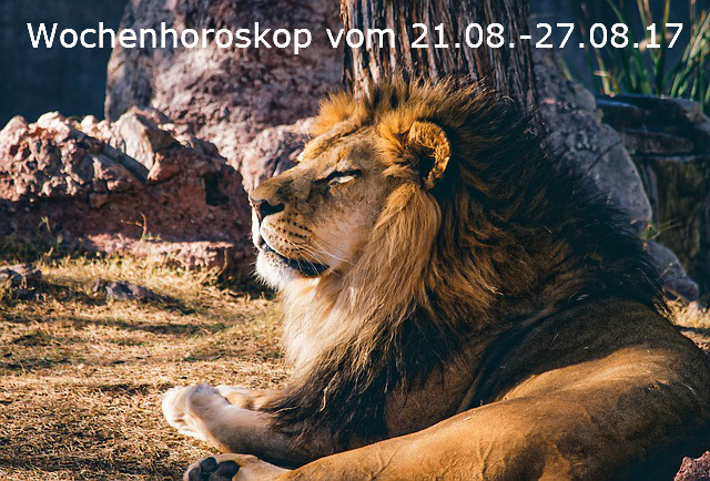 lion-1211424_640