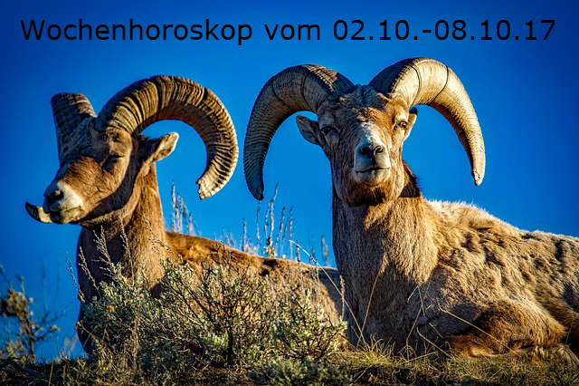 bighorn-1721514_640