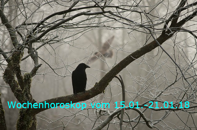 crow-2397589_640